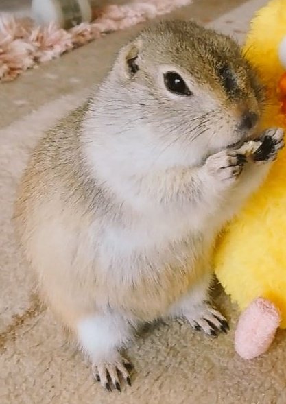 遠夜さん家のまめすけ tweet media