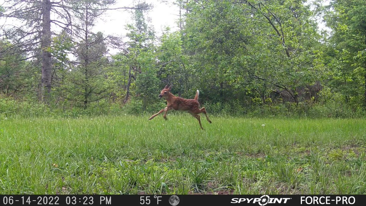 Trail_Cams tweet picture