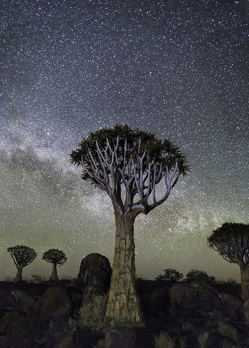 Photographer Beth Moon undertook a 14 year quest to photograph ancient trees of the US, Europe, Asia, Middle East and Africa #WomensArt