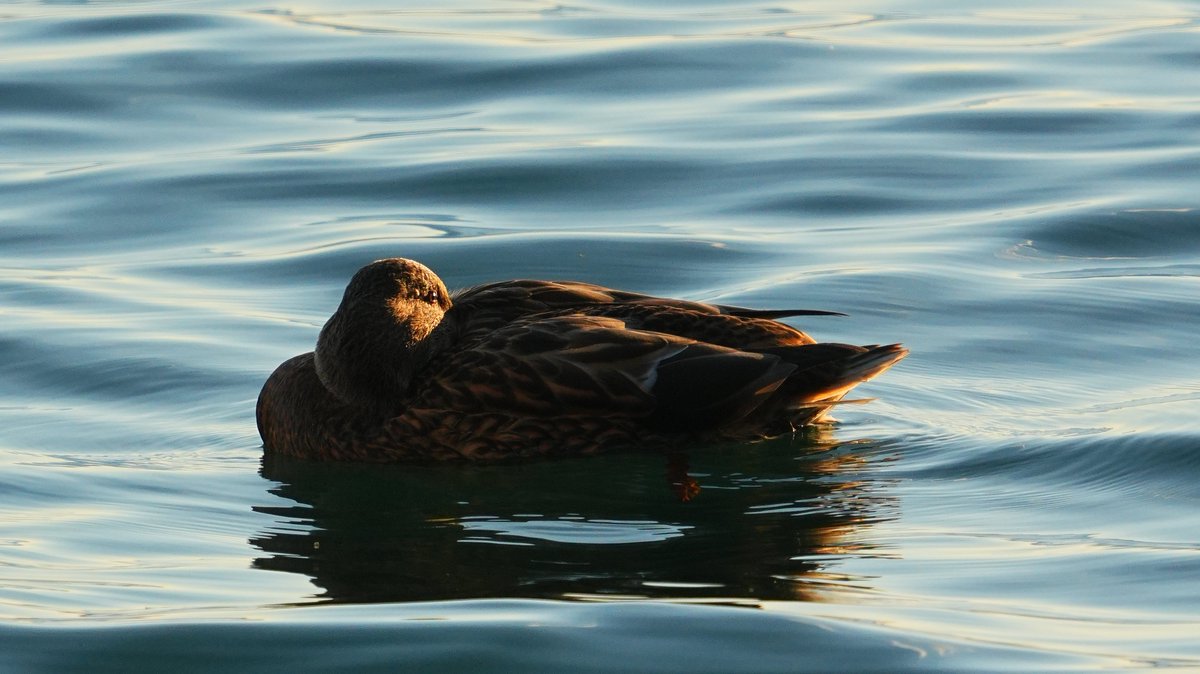 FototakerTony's tweet photo. It's said that #ducks can sleep with #oneEYEopen to protect themselves against danger or predators. Wish I could do that! #sony #a6700 #digitalZoom #handheld #wildlife https://t.co/Be7EcDe6TH