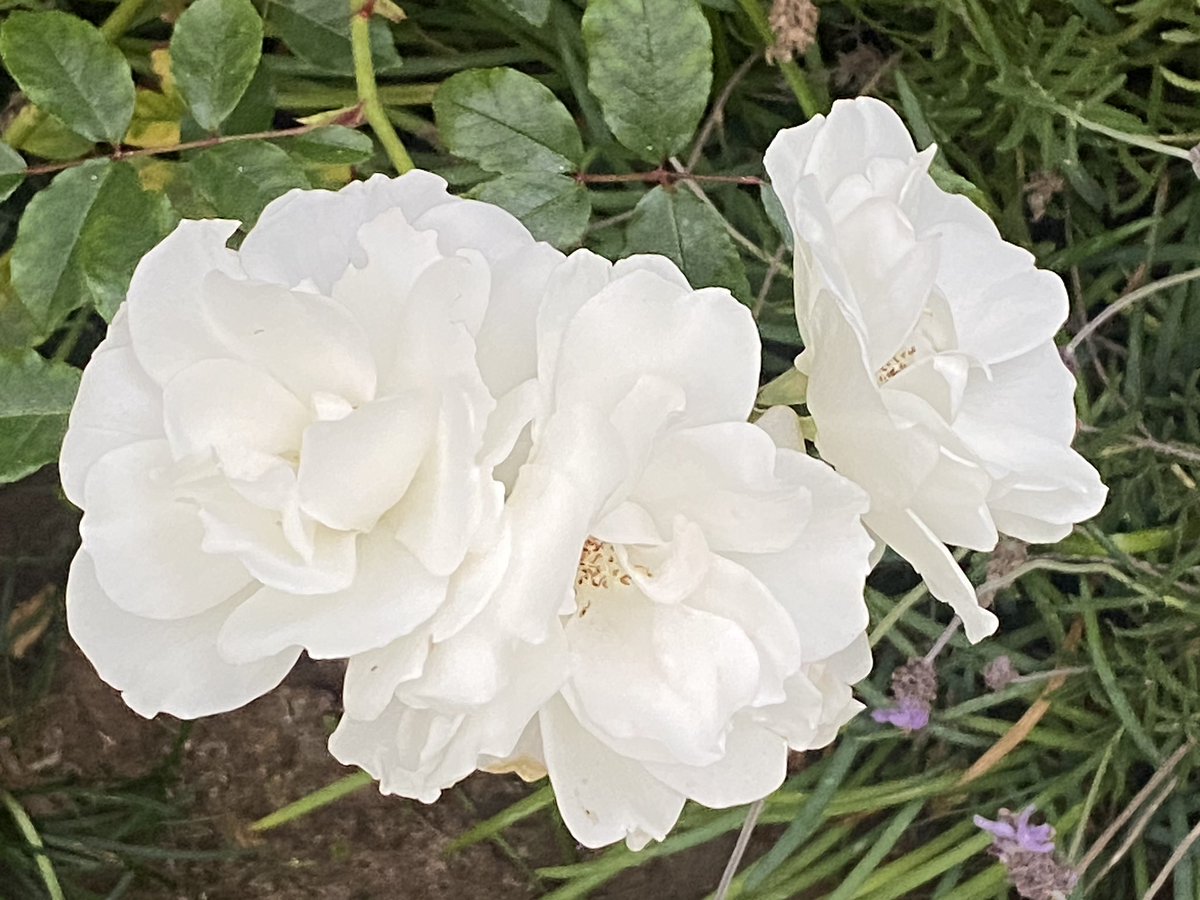 gatvolinthecity's tweet photo. #Sundayroses #Sundayflowers #whiteroses https://t.co/EhTtgqqz1A