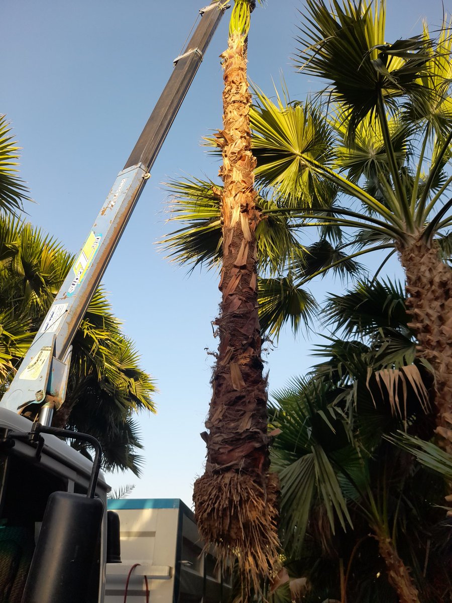23i4i's tweet photo. متخصصون في جميع انواع النخيل العربي والواشنطني توريد قلع غرس رش مبيدات اسمدة وصيانه نخيل القصور والمنتزهات للمفاهمه//0550961514 #الرياض_الان https://t.co/NlvtL22VVx