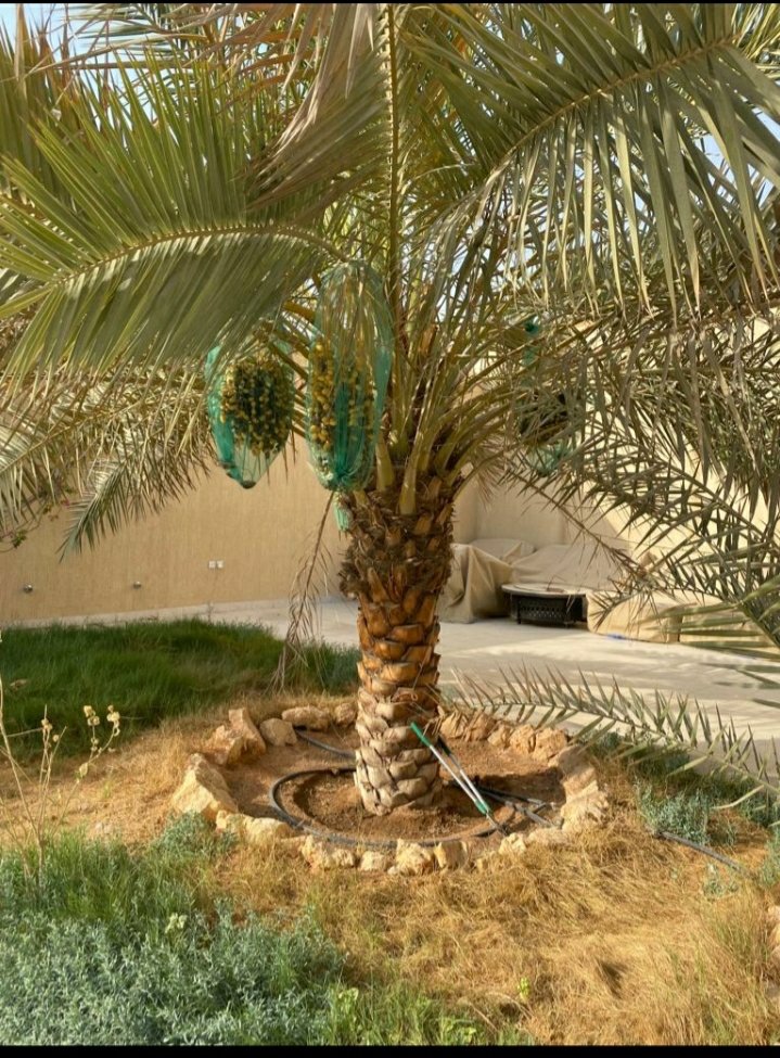 23i4i's tweet photo. متخصصون في جميع انواع النخيل العربي والواشنطني توريد قلع غرس رش مبيدات اسمدة وصيانه نخيل القصور والمنتزهات للمفاهمه//0550961514 #الرياض_الان https://t.co/NlvtL22VVx