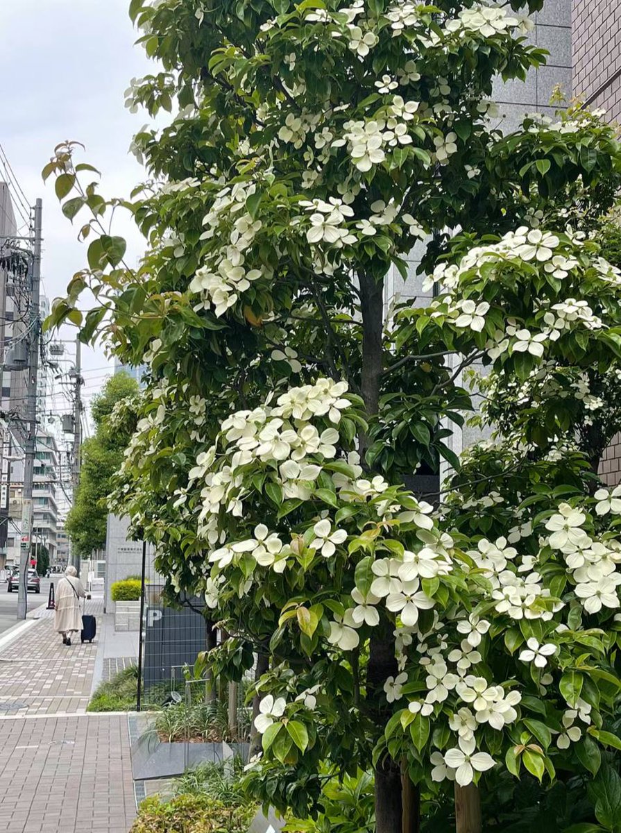 少し観察してみると、白い花が本当に美しいことがわかります🧐