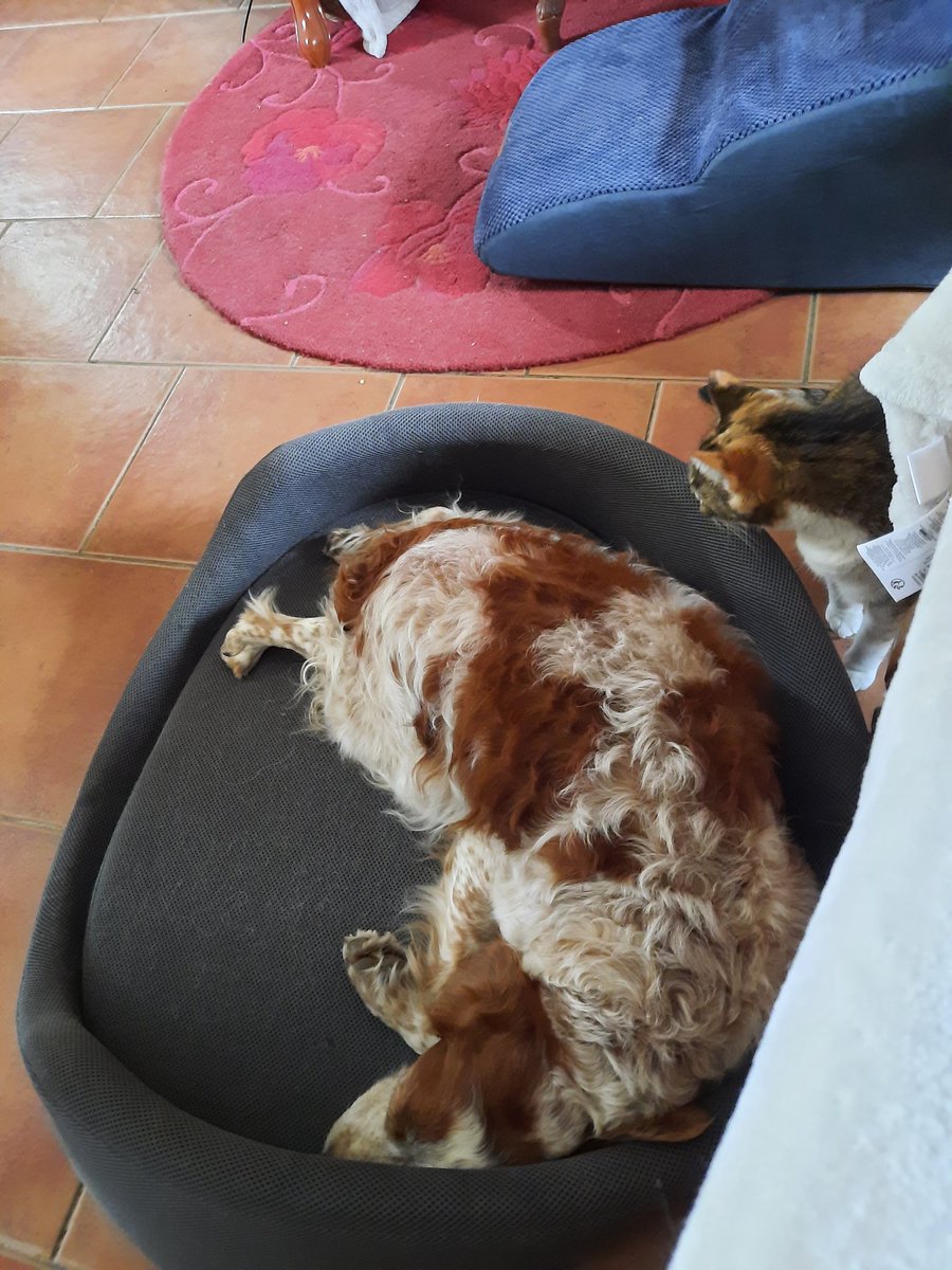 Apollon🌟&Artémis&Hulk tweet media