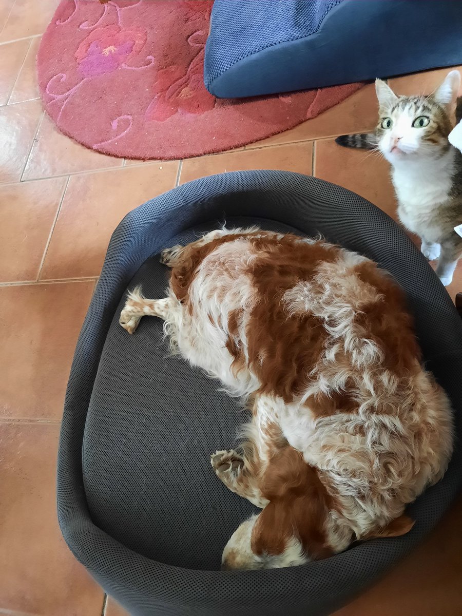 Apollon🌟&Artémis&Hulk tweet media