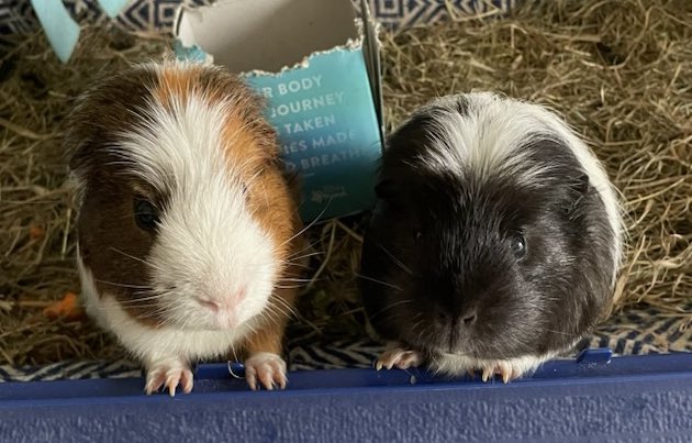 Paul Hoskisson 😷🔬🧫🧬🐸🐍🦎 tweet media