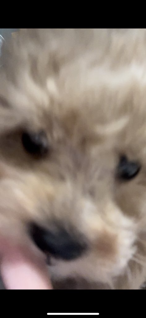 ao8_77's tweet photo. 새식구 데려왔어용🐶 https://t.co/IhmhrYaUQL