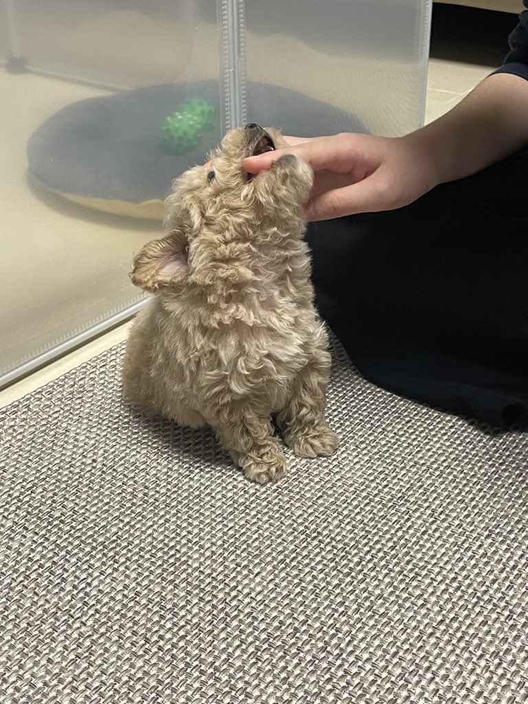 새식구 데려왔어용🐶