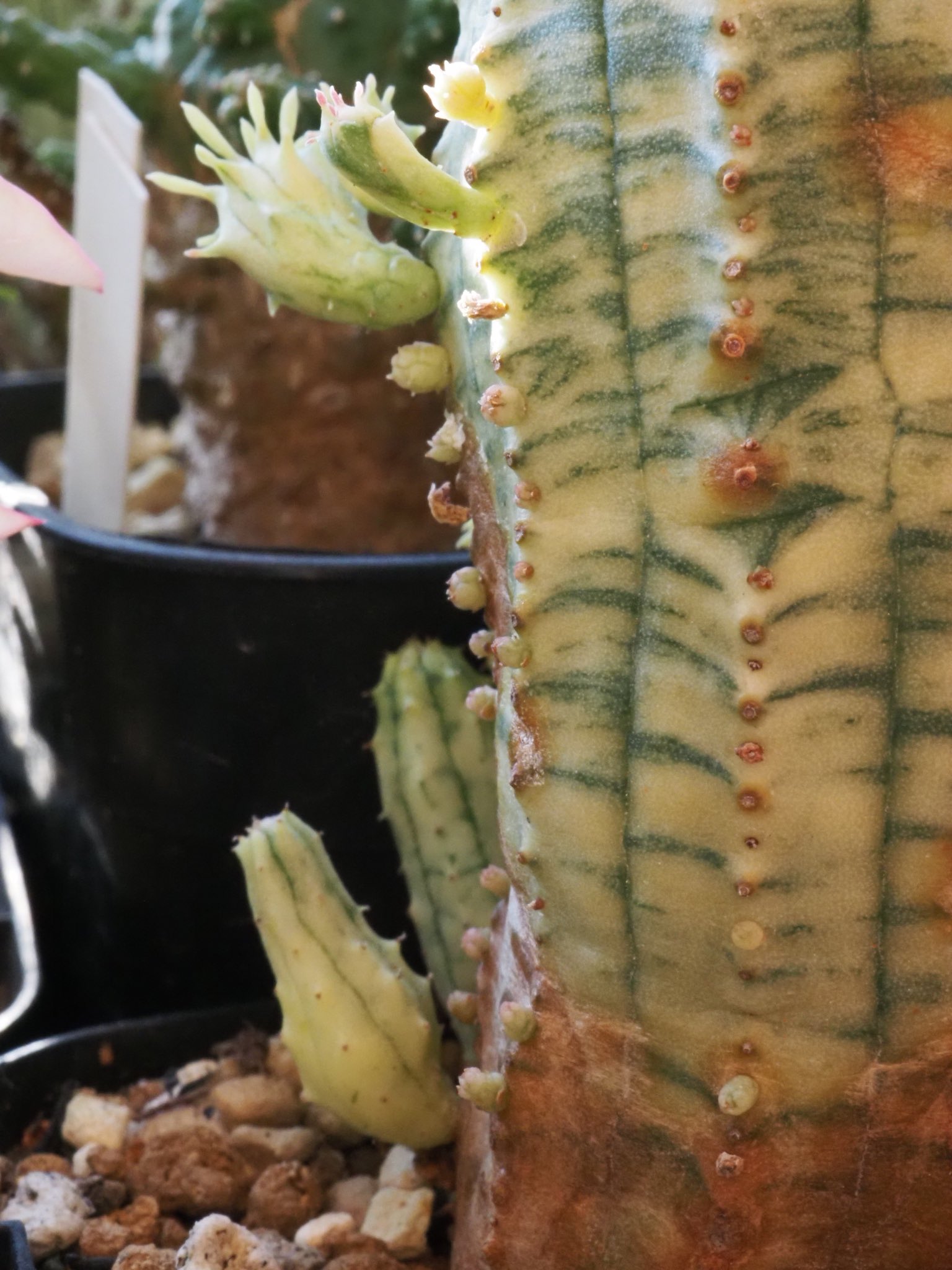 ユーフォルビア 魔紅キリン錦(オベサ梵天錦)