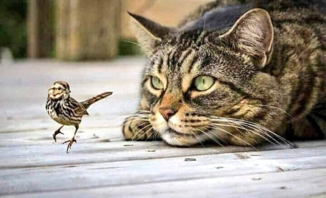 Miep51082958's tweet image. #AmbraceTheDifferences
#AlwaysBeKind #Colorblind
#StopHating  🕊💞✌️