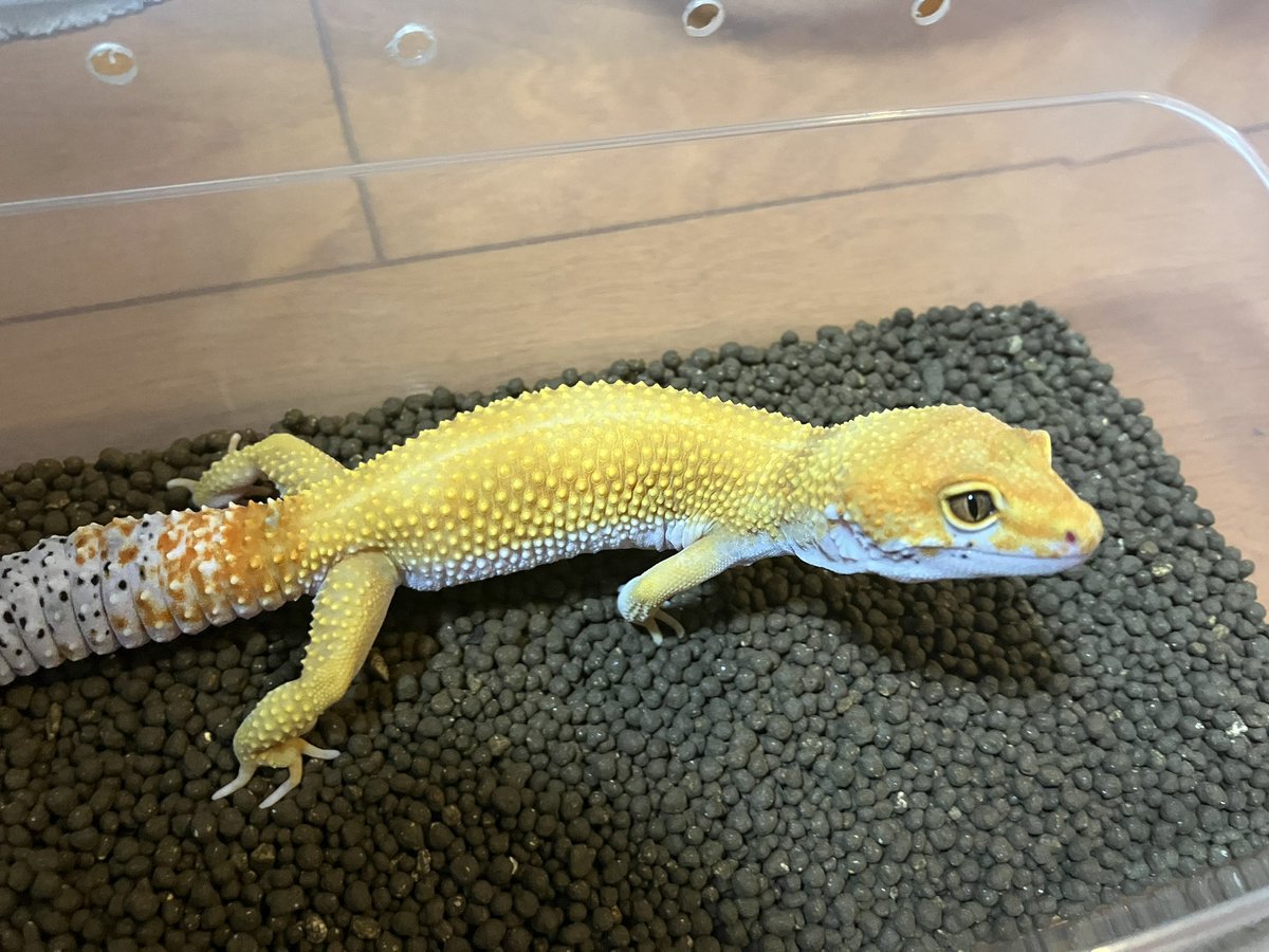 yasu_rep_snake's tweet photo. 7月に #keyleopard さんでお迎えしたタンジェリンエニグマ。
こんなに大きくなりました👍
シンドロームもなく、モリモリ食べてます😊 https://t.co/gLhEYjhfbS