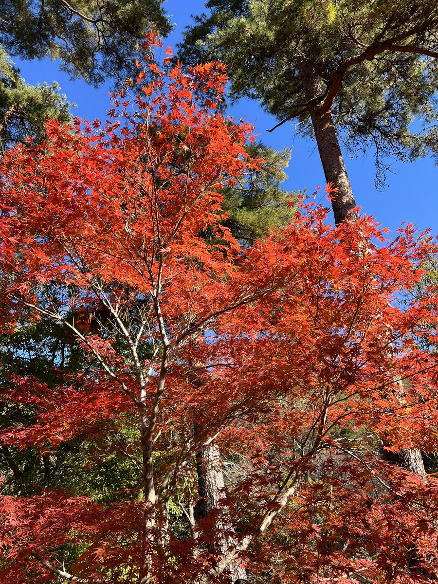 ht1027_hide's tweet photo. 長��月の石もみじ公園の紅葉🍁
夜のライトアップと昼のどちらも綺麗😍

#紅葉
#長瀞
#ライトアップ 
#月の石もみじ公園 https://t.co/vKse1H0ghF
