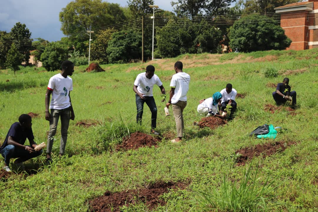 cceai_africa's tweet image. We thank @tree_adoptionug and @KUEMA23 for partnership of our project #UrbanTreePlanting ,this noble cause for today and future generations
#ClimateEmergency #ClimateActionNow #OurNatureOurFuture