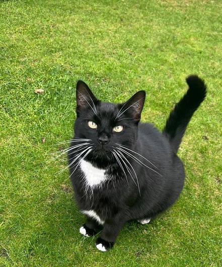 Please retweet to help Credence find a home #BROMSGROVE #WESTMIDLANDS #UK Friendly Domestic cat aged 6. He can live with school aged children and needs access to the outdoors. Please contact the shelter for more information. Reference 2152205 DETAILS or APPLY👇
