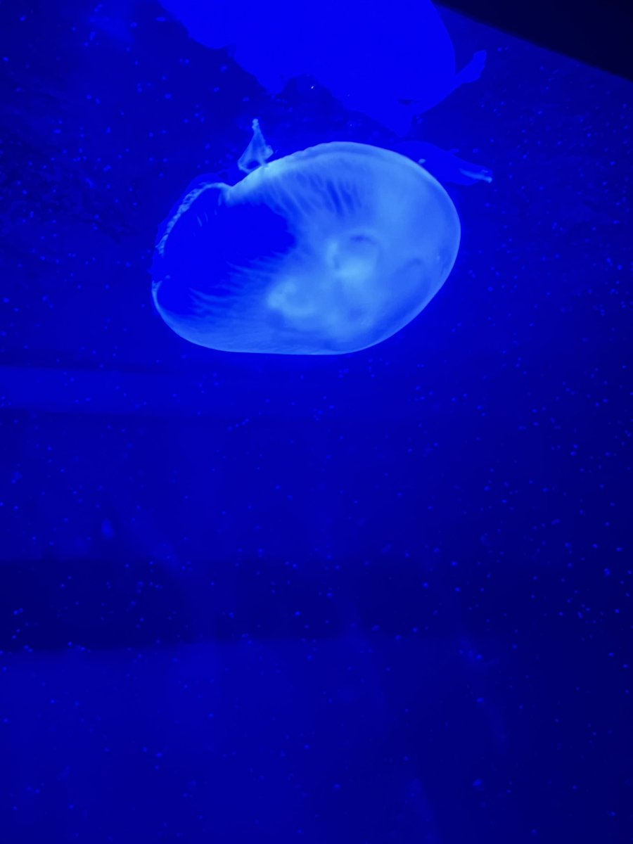 Work trip🪼🐟🐠