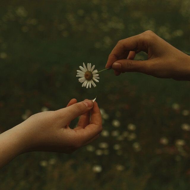 300moods's tweet photo. Tenderness of daisies 🌼 https://t.co/RLH2bEBlMs