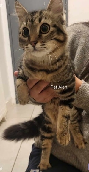 MissingTarn81's tweet photo. 19.11.23 Trouvé(e) chat (ou chatte) tigré(e) à Castres (vers Pierre Fabre). Tél : 06 43 81 35 14 ou maevalaurens82@gmail.com #Tarn https://t.co/sN1o8ocP1p