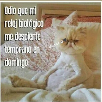 stevee_maren2's tweet photo. Dormingo ☕🖤
Mi reloj ⌛ biológico no fonuncia...
#HijosDeMx 
#MxConXochitl https://t.co/kx3ZGFVP3N
