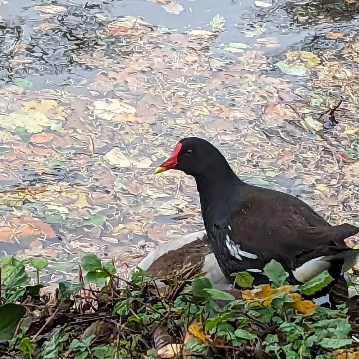 Cardiff OrnithSoc tweet media