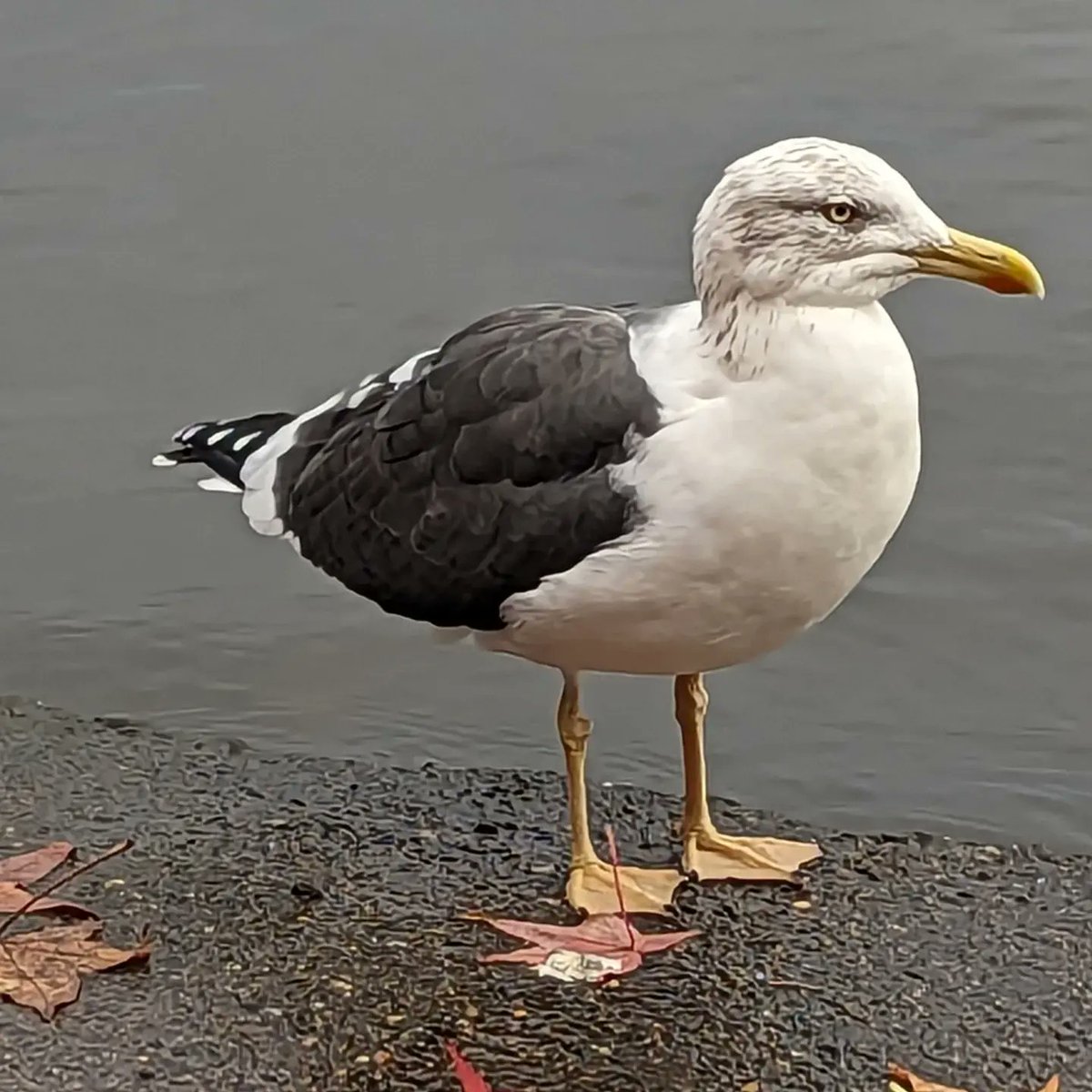 Cardiff OrnithSoc tweet media