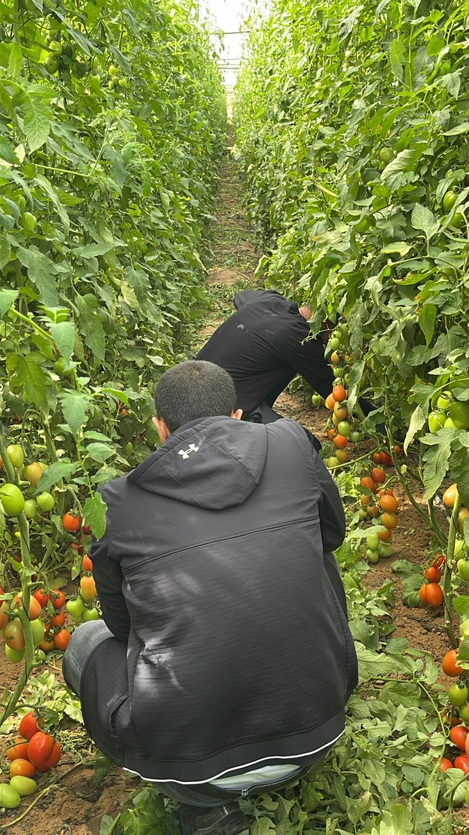 קבלו סיפור מטורף שנותן קצת תקווה בימים הקשים האלה, וגם מסמן לנו את הדרך הנכונה קדימה:
הסיפור שגרם לנאשמים בתיקי זריקת אבנים ב"שומר החומות" להתייצב ולסייע לחקלאים בעוטף עזה. שרשור אופטימי עם מוסר השכל>>>