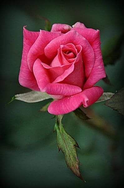 samiasmoor's tweet photo. @orced88 رااااائعة فعلاااااا https://t.co/tET06n0Lfn