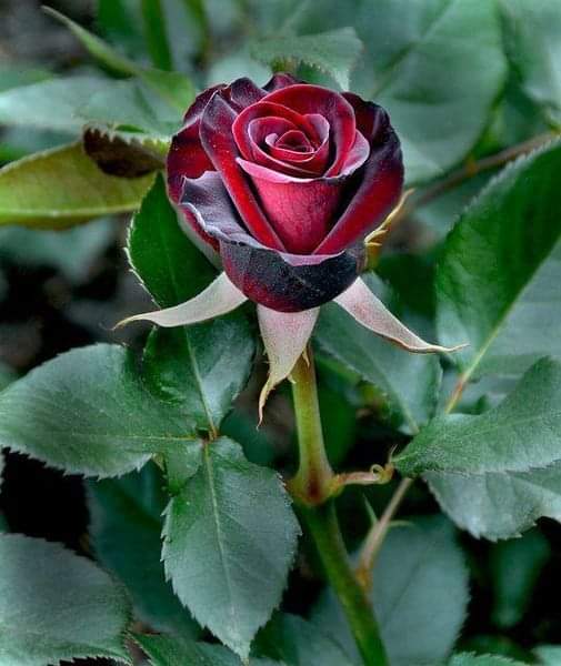 samiasmoor's tweet photo. @z0LbozAOLGuYrjx رااااائعة فعلاااااا https://t.co/TsVvEJZpxD