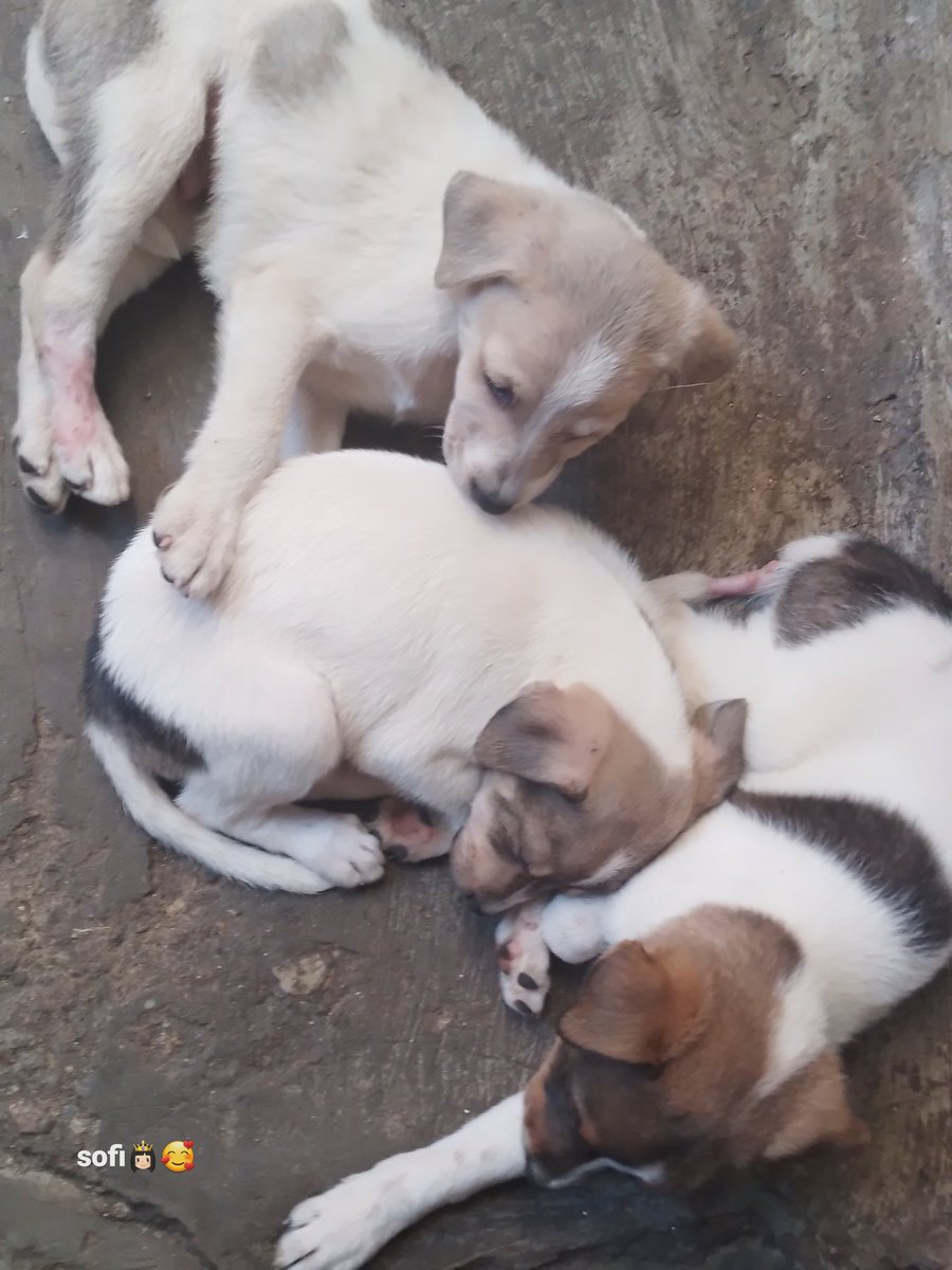 PerroUsuario's tweet photo. RP @RamsesVazBlanco: Reenviado. Cachorritos en situación de calle, urge Hogar, Santa Cruz, Baruta, contacto 04122276479.Gracias 🐶🙏🐾💗😔 https://t.co/DiuP2CupOE