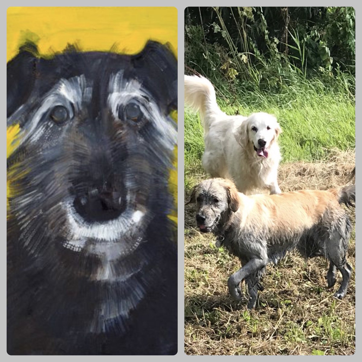 Elderly Dog by Sally Muir @salmuirAdogaday came to join us this week 🖤🤍. I’m hoping he’ll keep a sage eye over these two scamps😉💛💛
