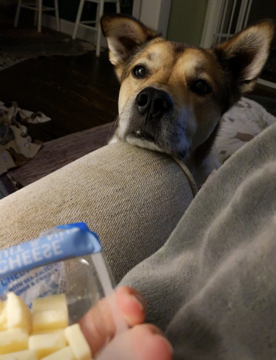 alildisharmony's tweet photo. @LukasMagyar I wish my dog looked at me the way he looks at cheese https://t.co/GXWYL7lUVC