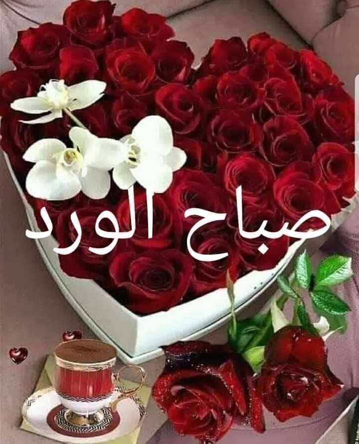 Tarek El-Sharkawy (@tarekel39486408) on Twitter photo 