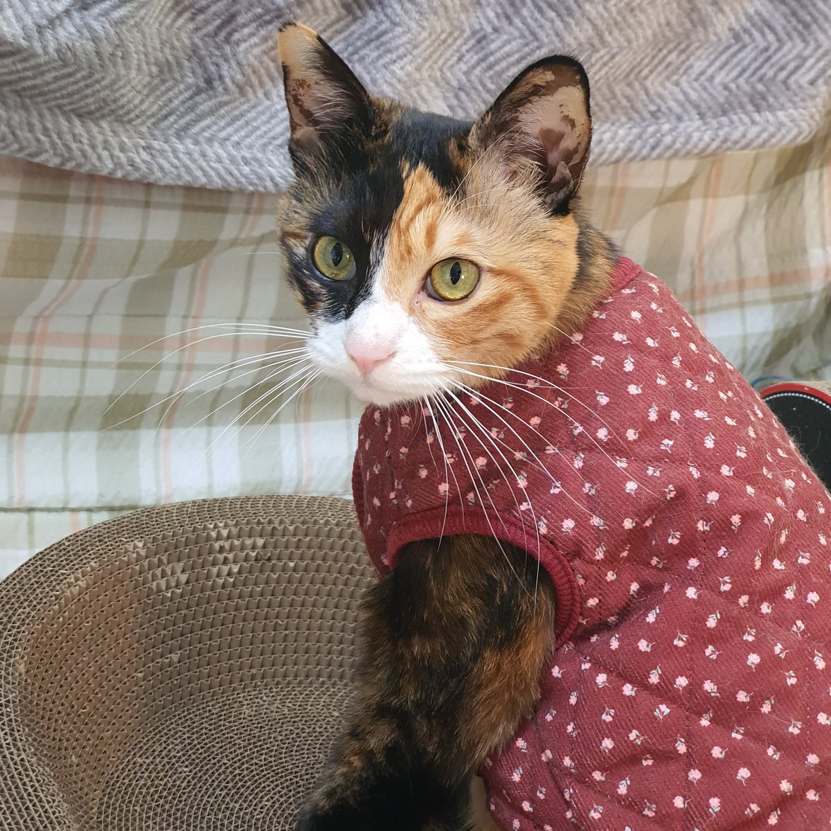 cookie190409's tweet image. 겨울엔 역시 김장조끼