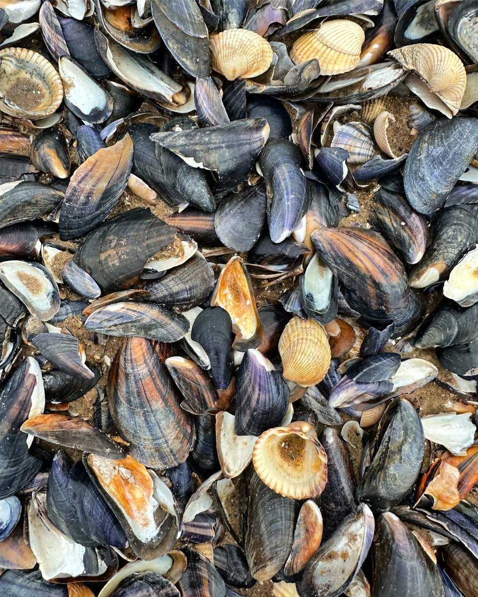 Mussel beach #Morecambe