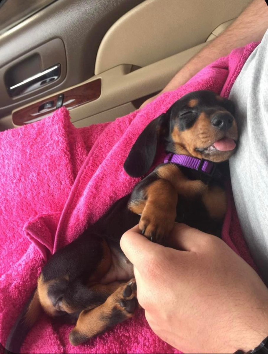 Dachshund tweet media