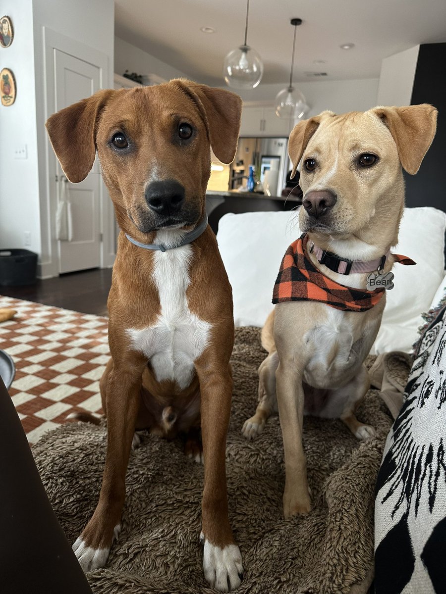 krystymango's tweet photo. i love my dumb rescue dogs so much (meet bongo FKA brownie- they found him in the woods 2 weeks ago) https://t.co/M2YTSzIKow