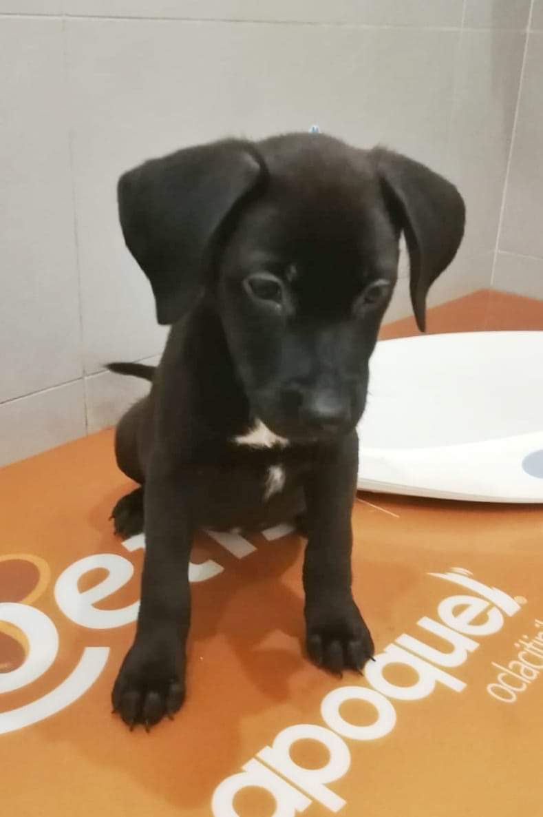 francycognato's tweet photo. LOLITA cerca casa!
Questa dolcissima cucciolina ha 3 mesi, è sana, sarà una taglia media e verrà affidata dopo firma del modulo conoscitivo e pre affido. Si trova a Palermo ma può raggiungervi in tutta Italia con staffetta. 
Per adottarla chiamate Francesca al 3382506451 ♥️ https://t.co/E6sgM0U61U