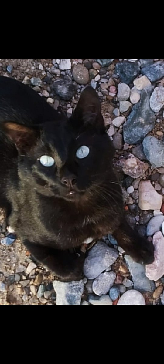 Erta2017's tweet photo. #XarxaBarcelonaAdopcions
🩵Sam🩵
Si hay algo fascinante es un gatete negro con los ojos azules.
Y si además es cariñoso, la combinación es perfecta😉
URGE un hogar cariñoso y "para siempre" para el pequeño y precioso Sam⬇️ https://t.co/1ozGihckgI