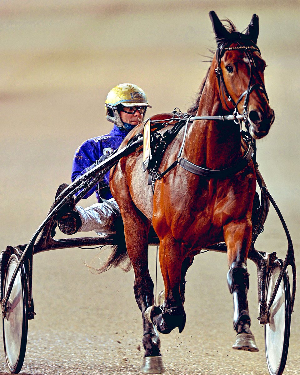 Fame And Glory. Åtta starter, 6 segrar 2 andraplatser och 5 260 000 intjänat gör honom till den 4:e bästa svenskfödda treårshingsten genom tiderna.Stort tack Fredrika,Timo <a href="/goopbjorn/">Björn Goop</a>      Nu tränar vi på en period och ser fram emot nya lopp och spännande tävlingar nästa år