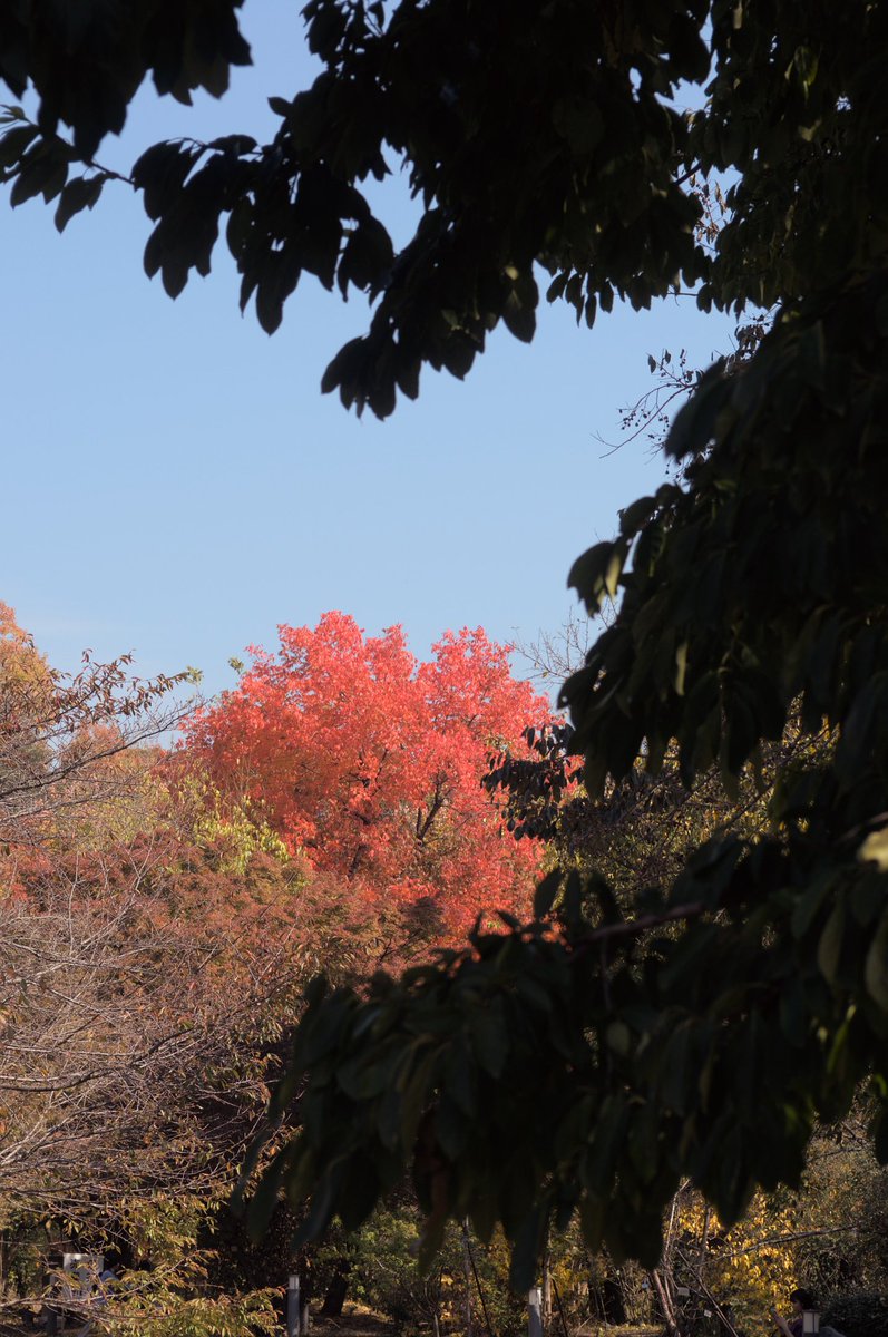 norikazu_inoue's tweet photo. 京都府立植物園_14。
#kyoto
#kitayama
#kyotofuritusyokubutuen https://t.co/7a0m0VwQB9