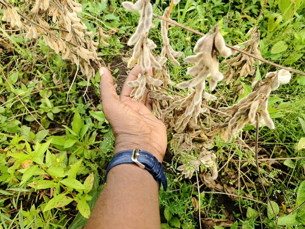 elhadjham's tweet photo. Grâce à l'appui du @GouvTg à travers le #FSRP piloté par le #MAEDR, les paysans de la Région des #SAVANES du #TOGO ont bénéficié des semences de #Soja pour la campagne agricole 23/24. L'apport permettra à chaque ménage de pouvoir améliorer sa qualité de vie agricole. @BM_Afrique https://t.co/WcaceA7Pqp