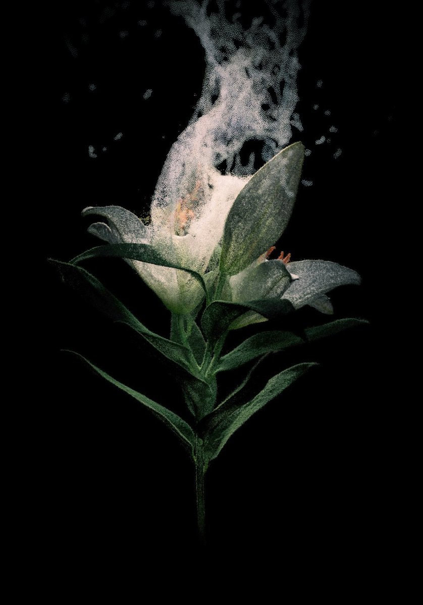 a new work in progress, 3D scanned lilies. Fascinated by the fact these flowers represent innocence but also death.