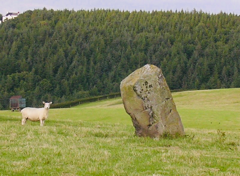 Cynynion menhir (standing stone), south of the village of Rhydycroesau, on the Shropshire - Powys border. Bronze Age. (Photo credit: Tim Prevett)
#StandingStoneSunday