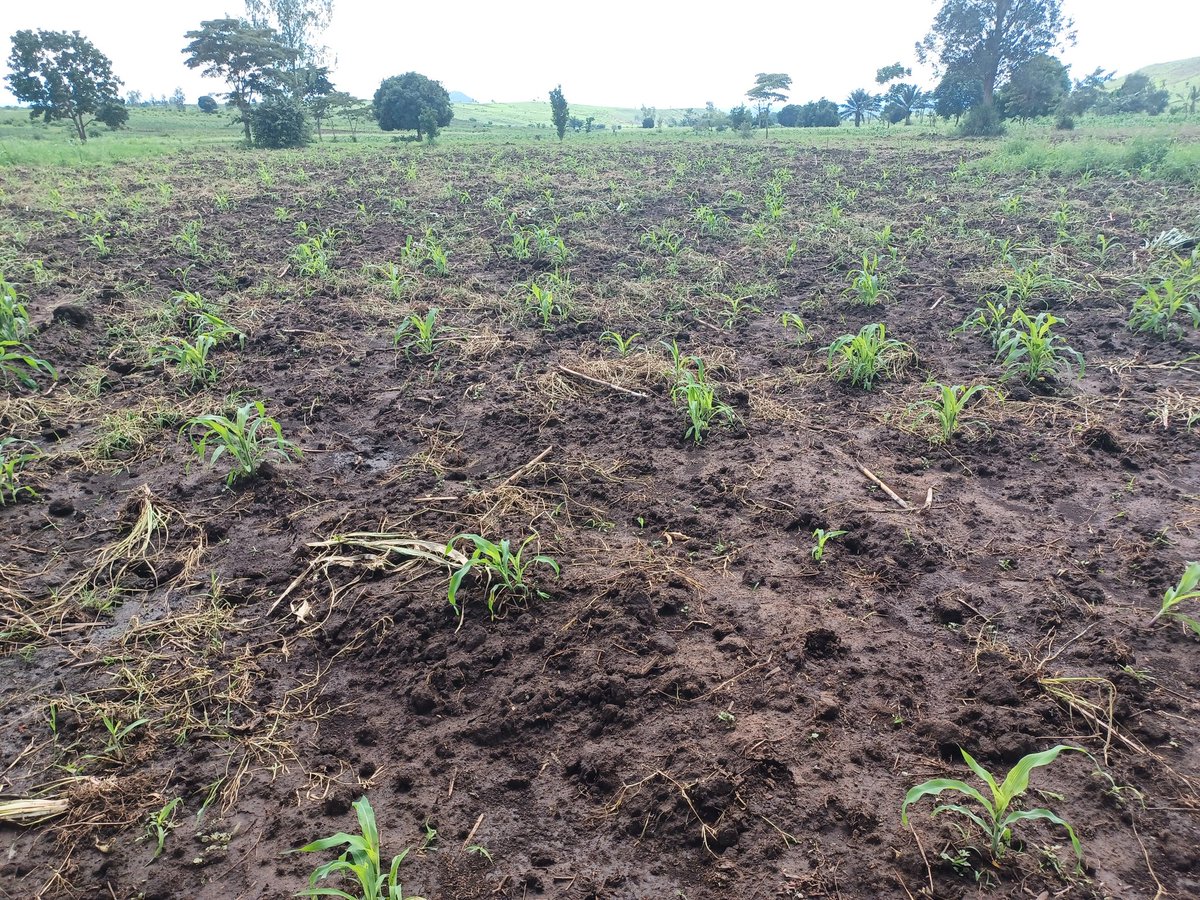 ADPF_RDC's tweet photo. 5 ha de Maïs Biofortifié, SAM4Vita en cours de croissance à Katogota, dans la Plaine de la Ruzizi. Origine de la semence @HarvestPlus. Merci à Prof @Antokalub pour ces orientations riches et bénéfiques https://t.co/ywPCdIobD0