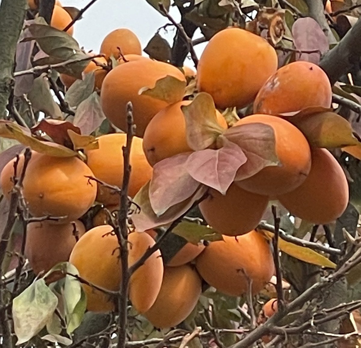 hashmatqazi's tweet photo. The winter fruit- Persimmon also known as Amlok locally. https://t.co/B8nR7qM38d
