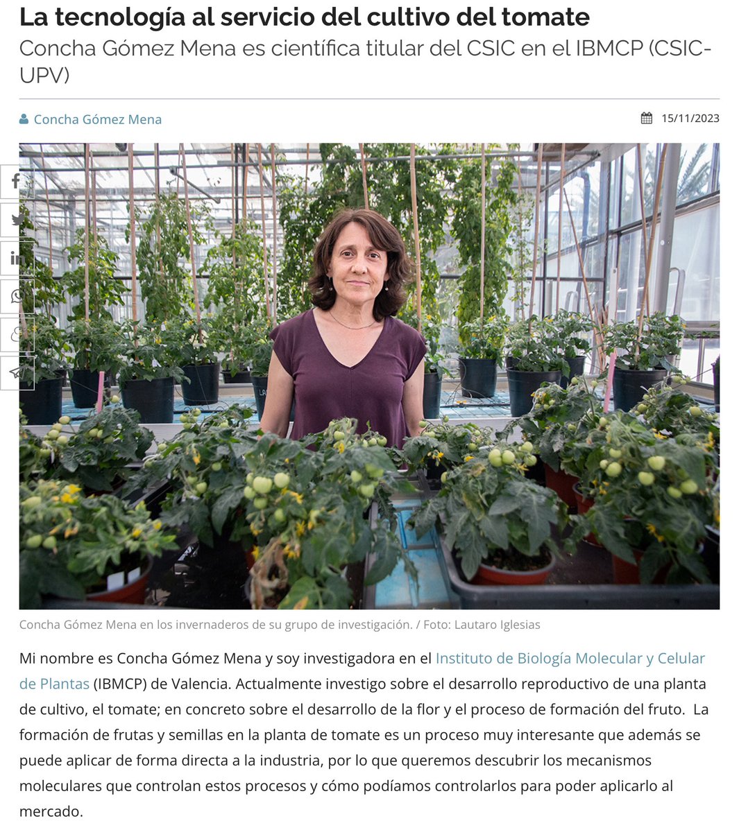 IBMCP's tweet photo. En @metode_esp, Concha Gómez Mena @cgm_cgomezm, del @IBMCP, nos muestra la tarea investigadora en el desarrollo reproductivo del tomate 🍅
Están aplicando edición genética #CRISPR, para mejorar la producción, atendiendo a las situaciones de calor y sequía 
https://t.co/WGr3WWYFLM https://t.co/9wuVAjnNex