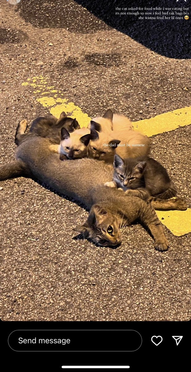 ayeshahhr's tweet photo. Anyone boleh rescue the cat tak hm kesian gilaaaa with the babies duk tepi jalan centu jee…ni ada orang jumpa kat area cuepacs😢 tolong rt please @ninashakirax @adibahhanun @samantha_cavill https://t.co/mkwDRQvpL8