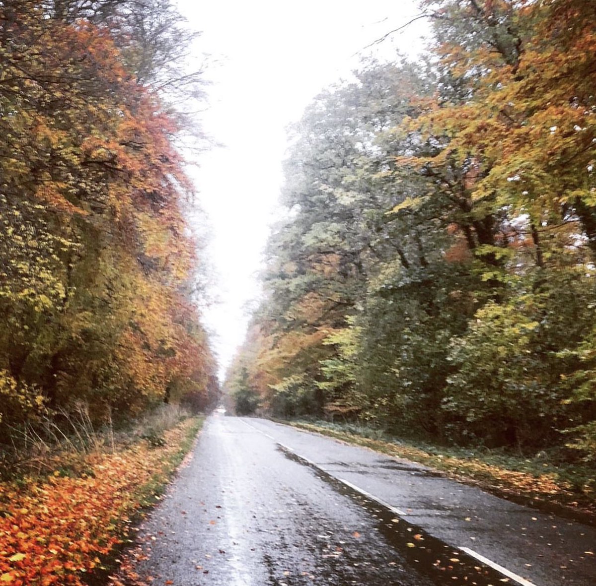 HambletonBakery's tweet photo. The long avenue of trees to the Bakery always delights but especially at this time of year - our shop &amp; cafe is open today as usual until 5pm #sundaymornings #novemberdays #christmasiscoming 💫 #minichristmascakes #traditionalchristmas #christmasiscoming https://t.co/P5T5nszDB8
