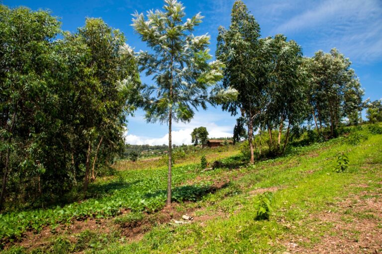 Arobaazee's tweet photo. Muri @tesdealer dufite IBIBANZA 5 BIGURISHWA KAMONYI/GIHINGA 
IN STOCK

Location: Kamonyi/Gihinga
Price:  3 Million and 6 Million
Contact: 0788500545

Njyiye gusenga ndagusabira nawe wisabire Nyagasani aguhe ubushobozi ugure ibi bibanza batabigutwara♥️🙏 https://t.co/MbZRudax8u