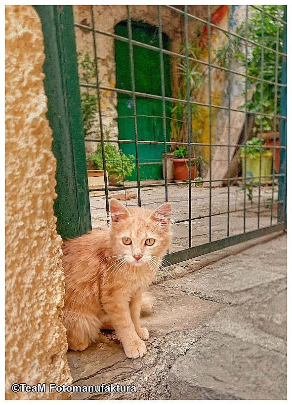 kometbloxpl's tweet photo. Schönen Sonntag!
https://t.co/aenWphlc8h
#photography #photo #photographylovers #nikon #memoryofsummer #CatsOfTwitter #cats #cat #Katzen #sad #travelphotography #travelphoto #wanderlust #adventure #photooftheday #lovetravel #Italy https://t.co/HI0iaymzur